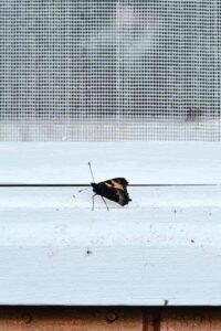 window screen repair